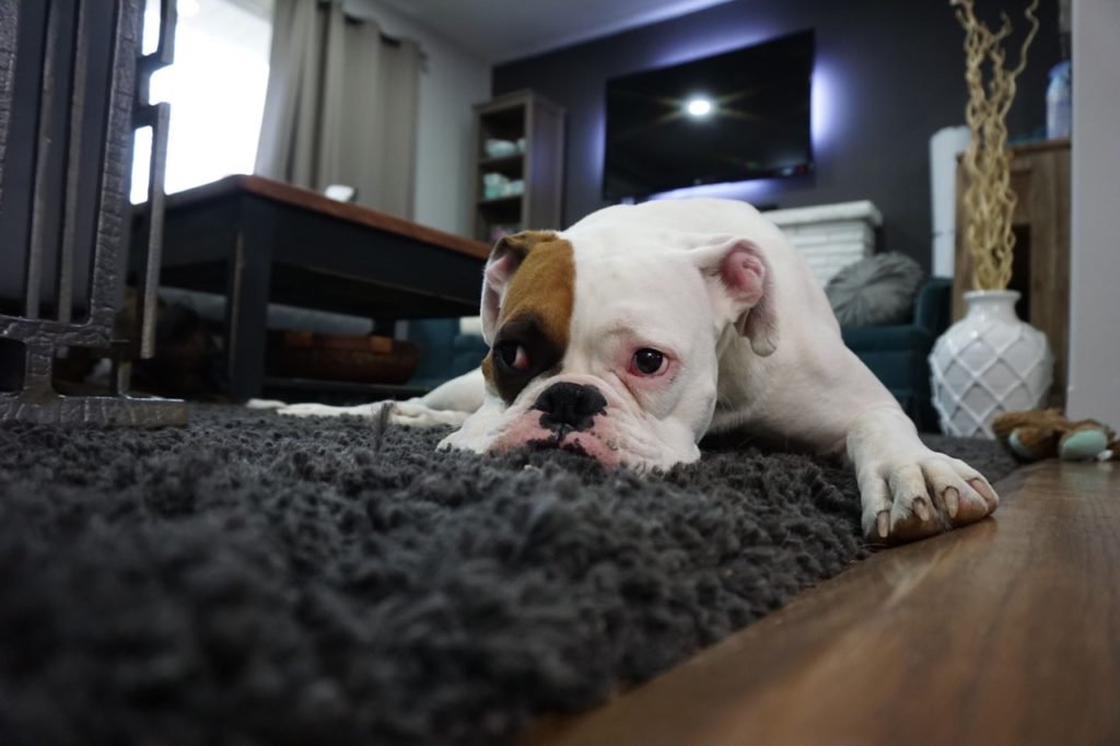 Carpet vs laminate
