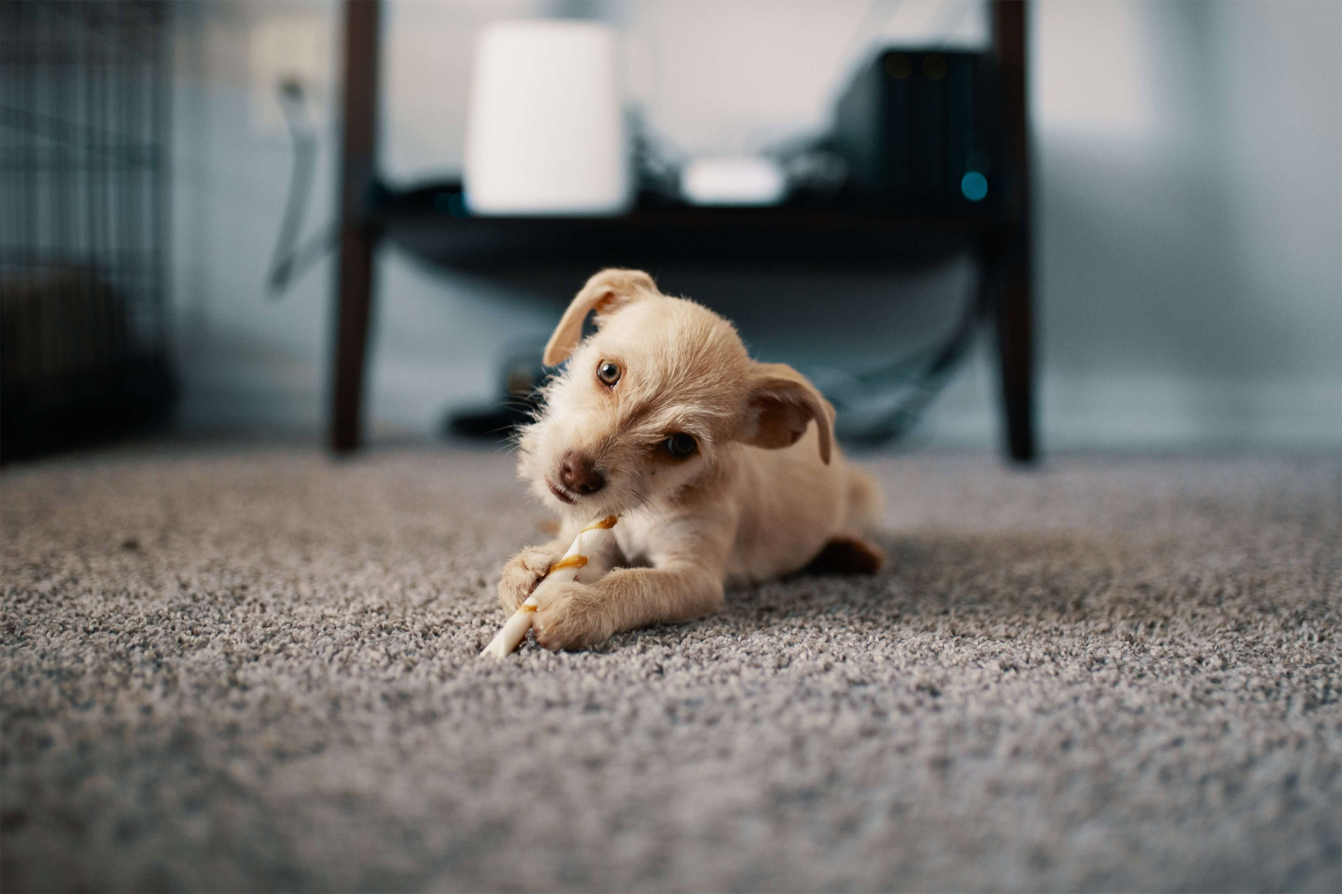 carpet-dog