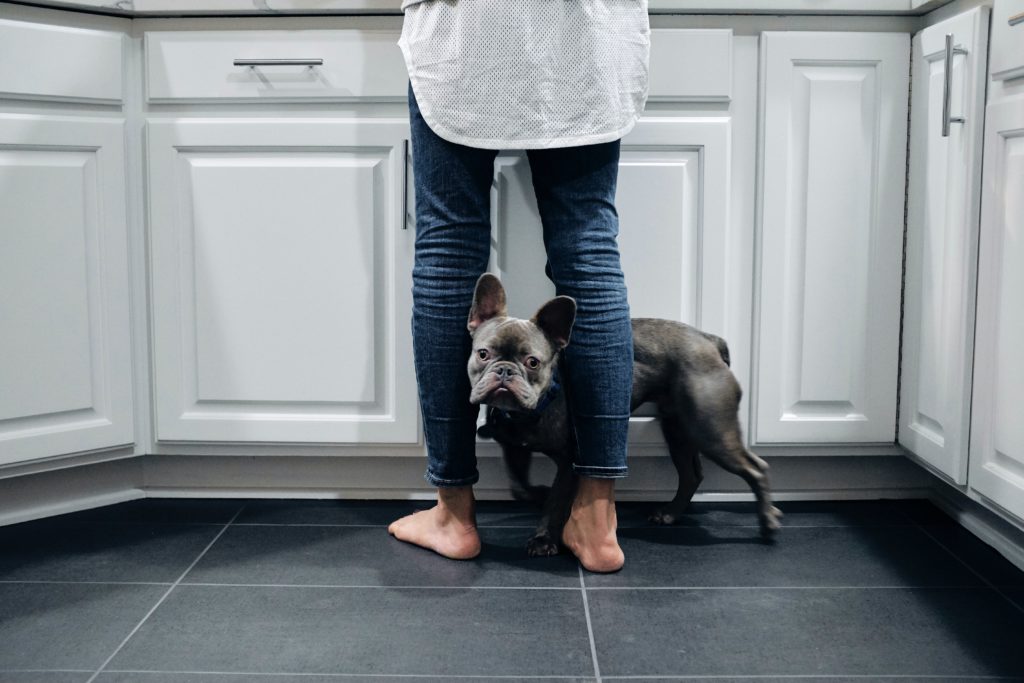 floor tiles and dog